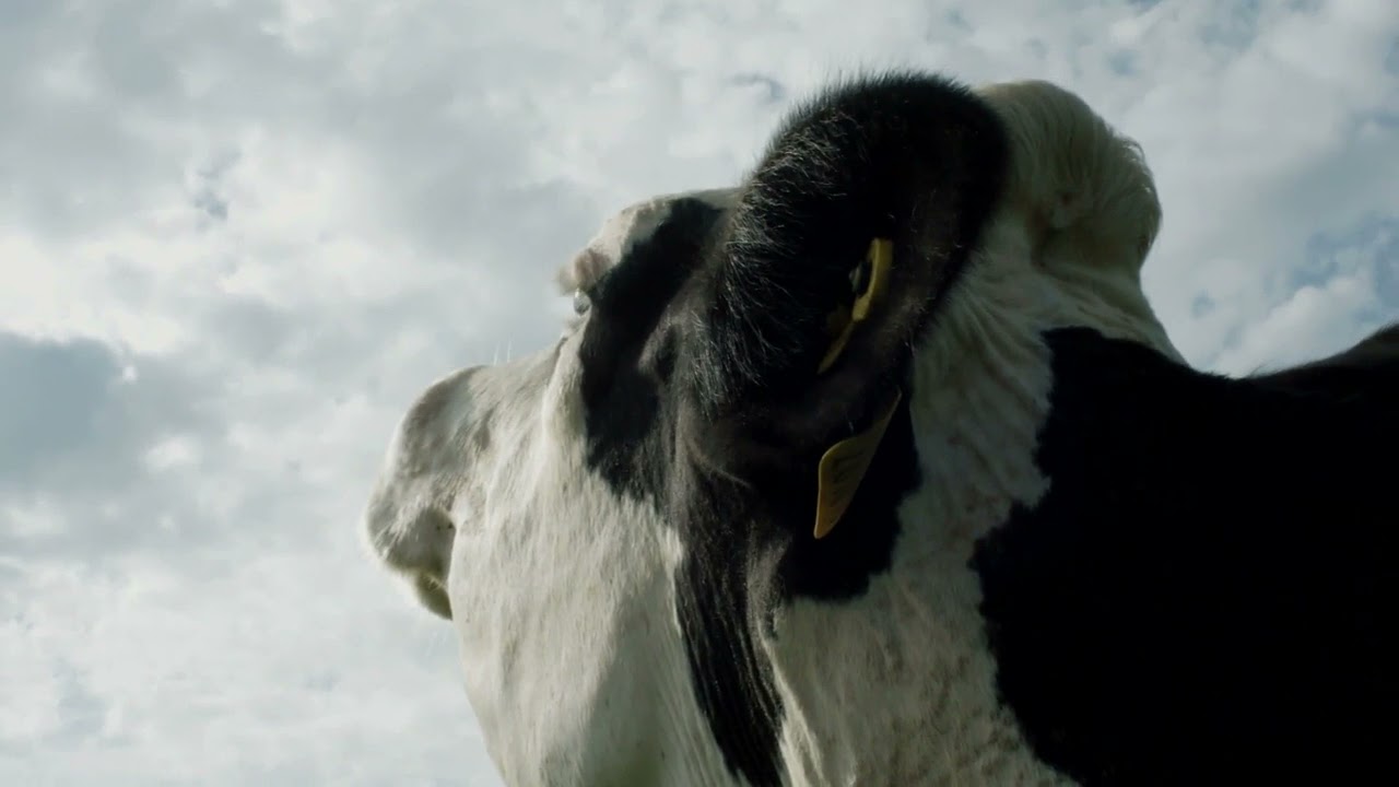 cow_1581_107758044