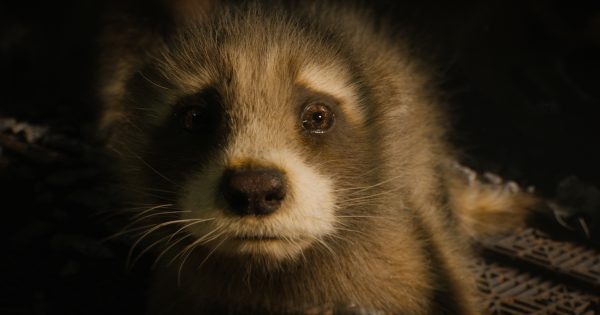 Η PETA δίνει βραβείο στους «Φύλακες του Γαλαξία 3»