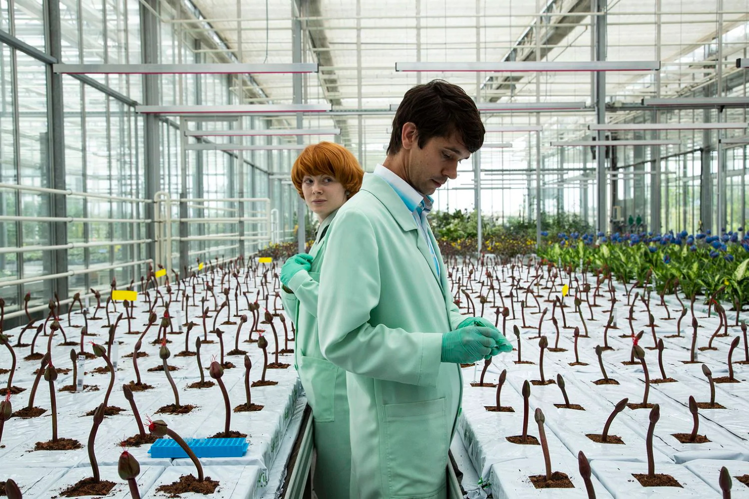 Το Λουλούδι της Ευτυχίας