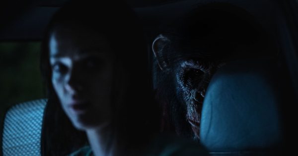 Primate