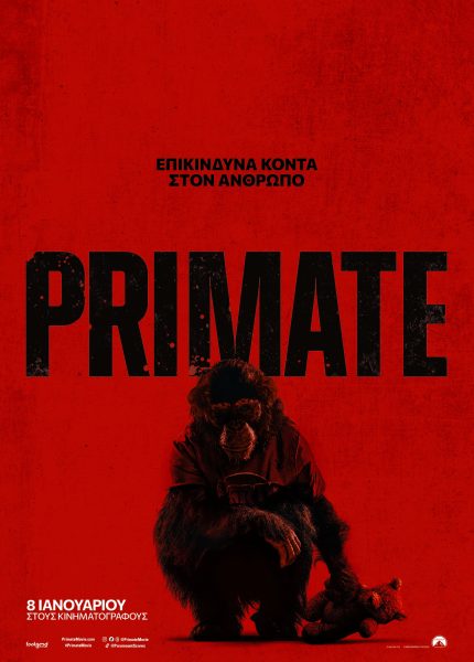 Primate
