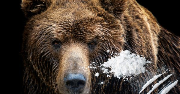 Αρκούδα Κόκα: Το τρέιλερ του «Cocaine Βear» υπόσχεται πολλή πλάκα από κωμικοτραγική αληθινή ιστορία