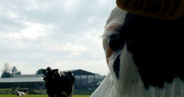 Τρέιλερ για το «Cow» της Άντρεα Άρνολντ που παίρνει ημερομηνία για τις αίθουσες!