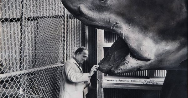 50 χρόνια «Jaws»: Σαν σήμερα τα «Σαγόνια του Καρχαρία» κολύμπησαν στις αίθουσες