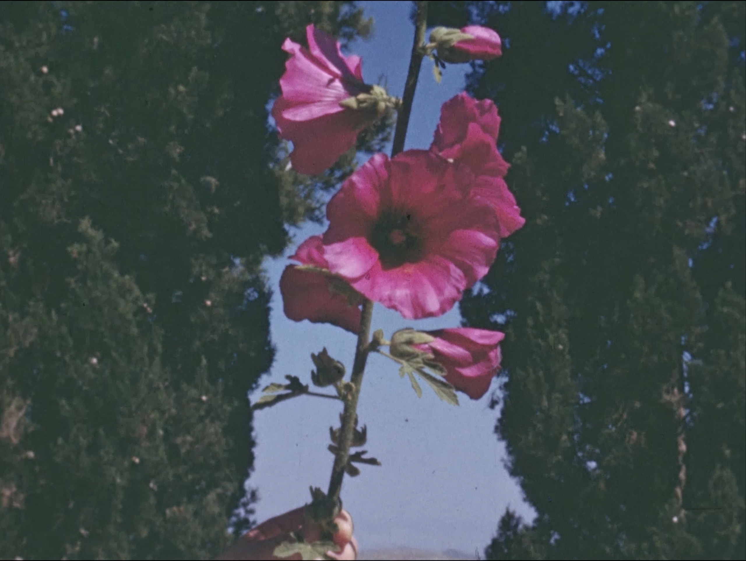 the-flowers-stand-silently-witnessing-still_1581_107778589