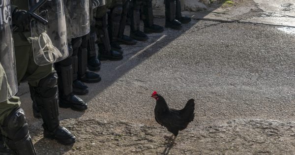Η ζωή δεν είναι πάντα στρωμένη με πούπουλα! Κυκλοφόρησε το τρέιλερ της «Κότας» του Γκιόργκι Πάλφι